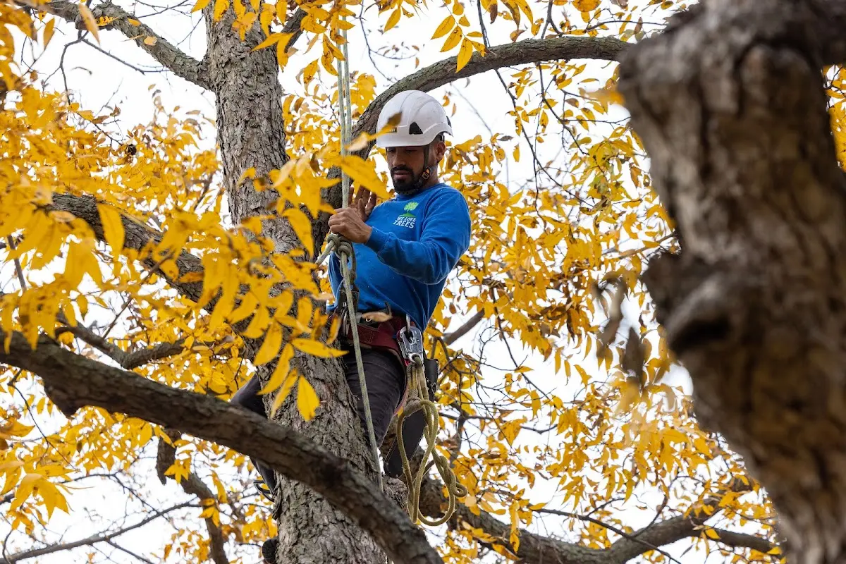 Skilled Tree Pruning crew working in Willow Island